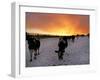 Cows Walk in a Snow Covered Field as Sunset Falls-null-Framed Premium Photographic Print