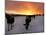 Cows Walk in a Snow Covered Field as Sunset Falls-null-Mounted Premium Photographic Print