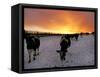 Cows Walk in a Snow Covered Field as Sunset Falls-null-Framed Stretched Canvas