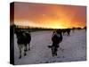 Cows Walk in a Snow Covered Field as Sunset Falls-null-Stretched Canvas