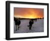 Cows Walk in a Snow Covered Field as Sunset Falls-null-Framed Photographic Print