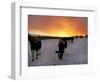 Cows Walk in a Snow Covered Field as Sunset Falls-null-Framed Photographic Print