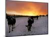 Cows Walk in a Snow Covered Field as Sunset Falls-null-Mounted Photographic Print