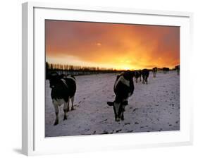 Cows Walk in a Snow Covered Field as Sunset Falls-null-Framed Photographic Print