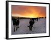 Cows Walk in a Snow Covered Field as Sunset Falls-null-Framed Photographic Print