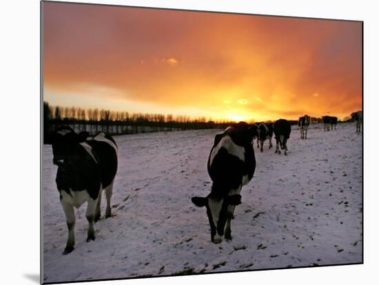 Cows Walk in a Snow Covered Field as Sunset Falls-null-Mounted Photographic Print