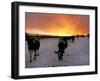 Cows Walk in a Snow Covered Field as Sunset Falls-null-Framed Photographic Print