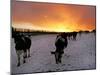 Cows Walk in a Snow Covered Field as Sunset Falls-null-Mounted Photographic Print