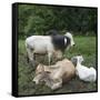 Cows-null-Framed Stretched Canvas