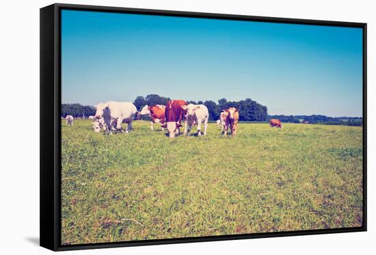 Cows-gkuna-Framed Stretched Canvas