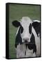 Cows-Jeff Rasche-Framed Stretched Canvas