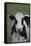 Cows-Jeff Rasche-Framed Stretched Canvas