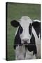 Cows-Jeff Rasche-Stretched Canvas