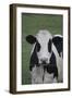 Cows-Jeff Rasche-Framed Premium Photographic Print