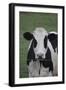 Cows-Jeff Rasche-Framed Premium Photographic Print