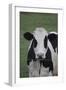 Cows-Jeff Rasche-Framed Premium Photographic Print