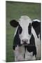 Cows-Jeff Rasche-Mounted Premium Photographic Print