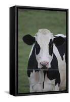 Cows-Jeff Rasche-Framed Stretched Canvas