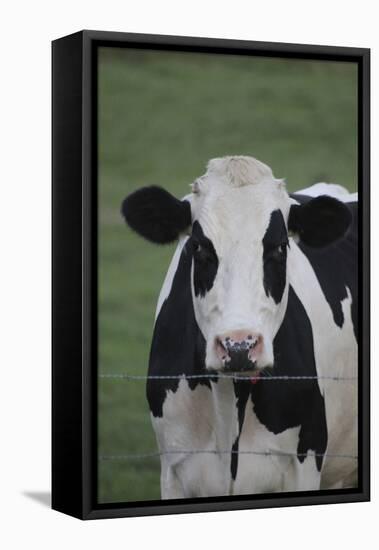 Cows-Jeff Rasche-Framed Stretched Canvas