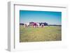 Cows-gkuna-Framed Photographic Print