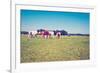 Cows-gkuna-Framed Photographic Print