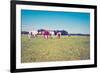 Cows-gkuna-Framed Photographic Print