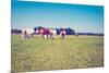 Cows-gkuna-Mounted Photographic Print