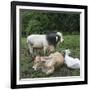 Cows-null-Framed Photographic Print