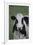 Cows-Jeff Rasche-Framed Photographic Print