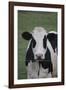 Cows-Jeff Rasche-Framed Photographic Print