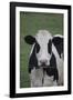 Cows-Jeff Rasche-Framed Photographic Print