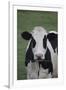 Cows-Jeff Rasche-Framed Photographic Print