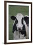 Cows-Jeff Rasche-Framed Photographic Print