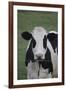 Cows-Jeff Rasche-Framed Photographic Print