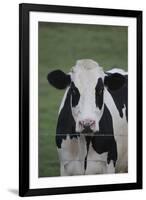 Cows-Jeff Rasche-Framed Photographic Print