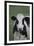 Cows-Jeff Rasche-Framed Photographic Print