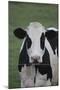 Cows-Jeff Rasche-Mounted Photographic Print