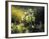 Cowslip, Primula Veris, Europe, Germany-Andreas Keil-Framed Photographic Print