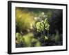 Cowslip, Primula Veris, Europe, Germany-Andreas Keil-Framed Photographic Print