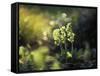 Cowslip, Primula Veris, Europe, Germany-Andreas Keil-Framed Stretched Canvas