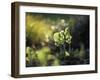 Cowslip, Primula Veris, Europe, Germany-Andreas Keil-Framed Photographic Print