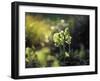 Cowslip, Primula Veris, Europe, Germany-Andreas Keil-Framed Photographic Print