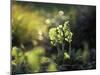 Cowslip, Primula Veris, Europe, Germany-Andreas Keil-Mounted Photographic Print