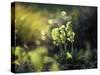 Cowslip, Primula Veris, Europe, Germany-Andreas Keil-Stretched Canvas