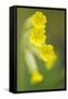 Cowslip (Primula Veris) Flowers, Kallhall, Uppland Sweden, May 2009-Widstrand-Framed Stretched Canvas