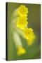 Cowslip (Primula Veris) Flowers, Kallhall, Uppland Sweden, May 2009-Widstrand-Stretched Canvas