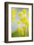 Cowslip (Primula Veris) Flowers, Kallhall, Uppland Sweden, May 2009-Widstrand-Framed Photographic Print