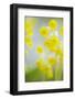 Cowslip (Primula Veris) Flowers, Kallhall, Uppland Sweden, May 2009-Widstrand-Framed Photographic Print