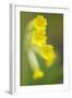 Cowslip (Primula Veris) Flowers, Kallhall, Uppland Sweden, May 2009-Widstrand-Framed Photographic Print