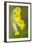 Cowslip (Primula Veris) Flowers, Kallhall, Uppland Sweden, May 2009-Widstrand-Framed Photographic Print